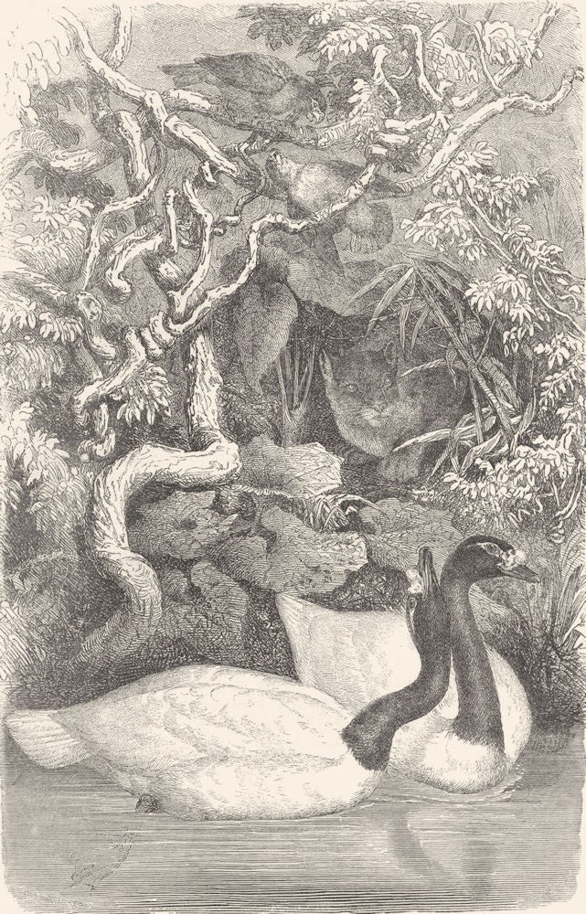 BIRDS. Swimmers. Sieve Beak. Black-necked Swan c1870 old antique print picture